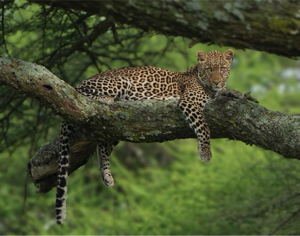 Leopard resting on a tree branch in the Northern Circuit