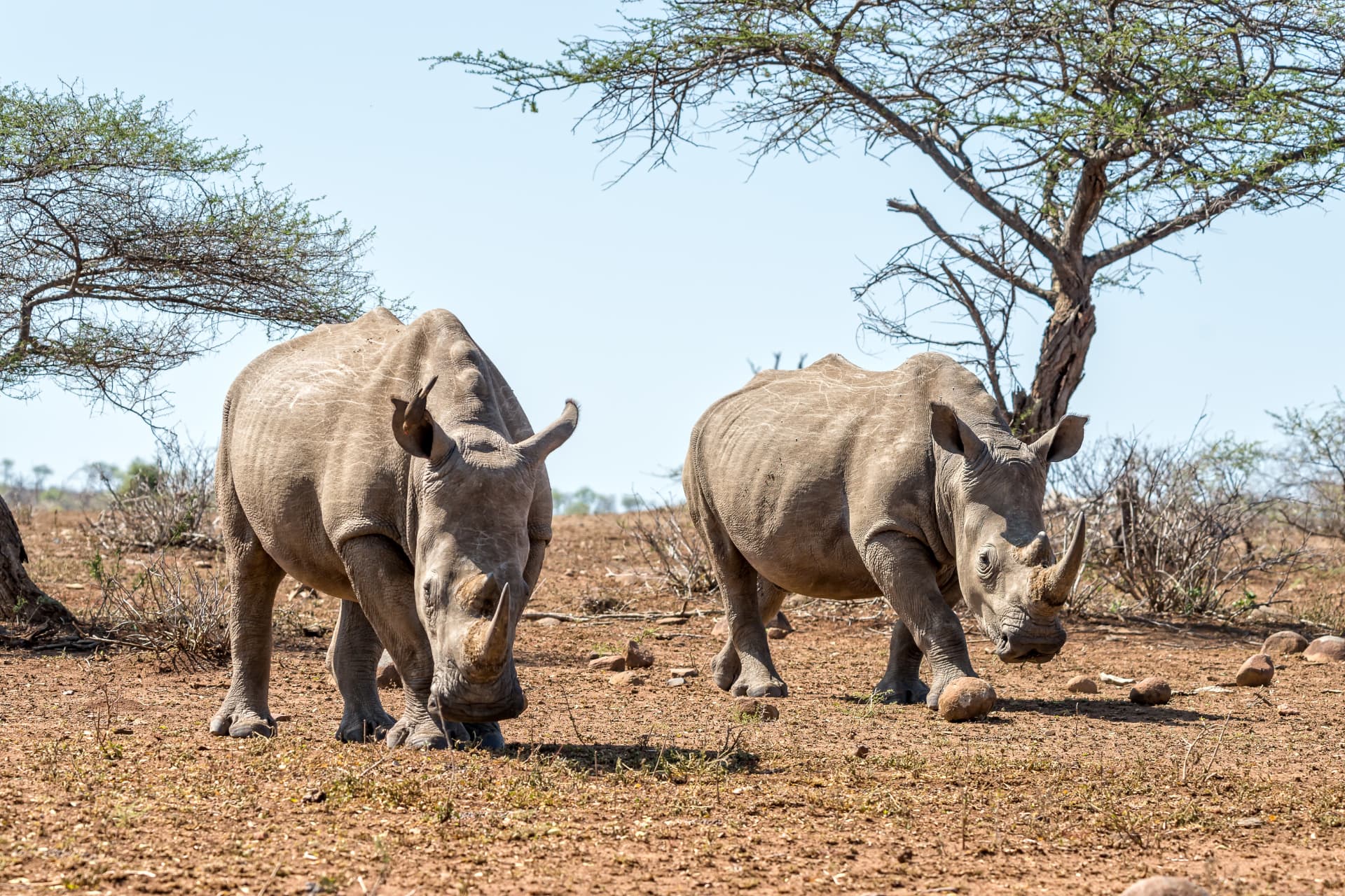 White rhinos grazing on the African savanna